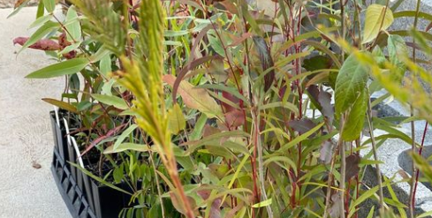 Creating Canopies delivers community resilience