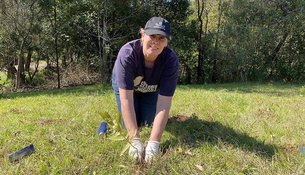 Creating Habitat in the Hawkesbury