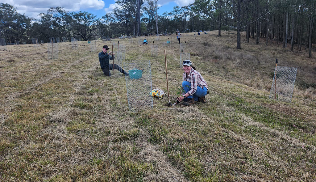 Creating Canopies at Brownlow Hill