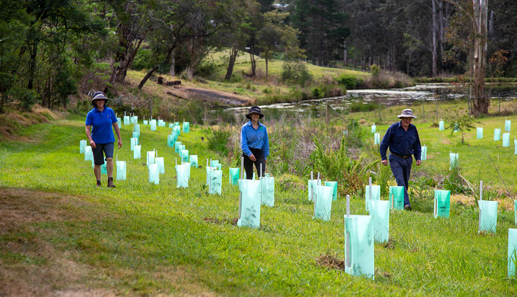 Are You Keen For Free Trees?