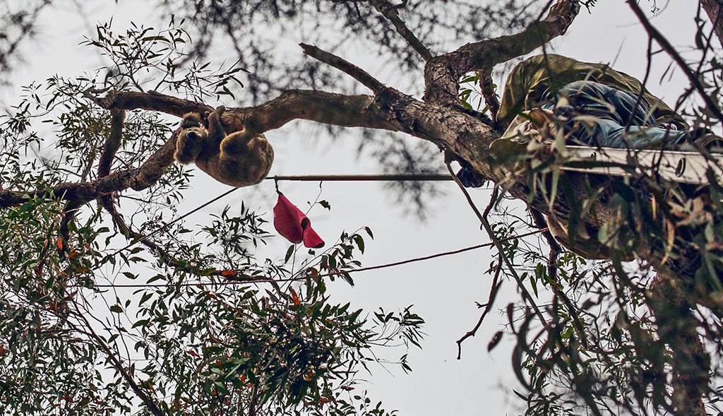 Koala Sightings & Citizen Science
