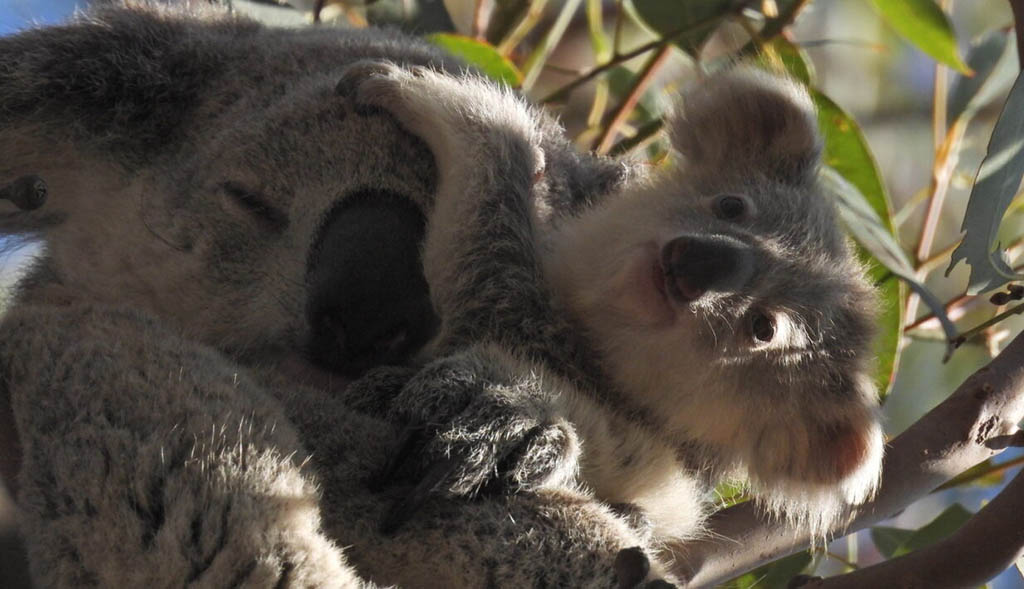 Southwest Sydney Koala Events 2024