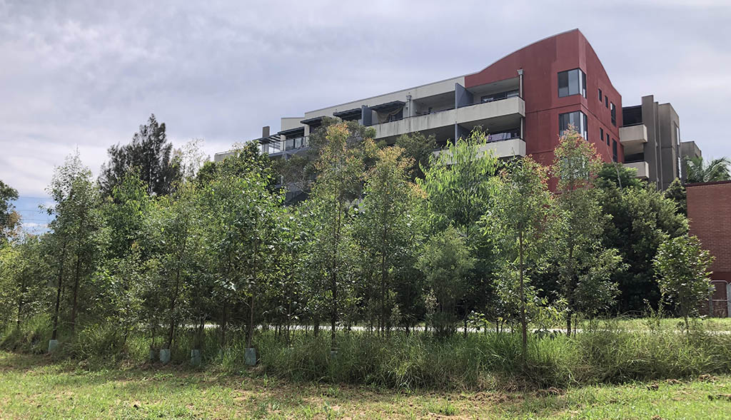 Milson Park Westmead Growth Update