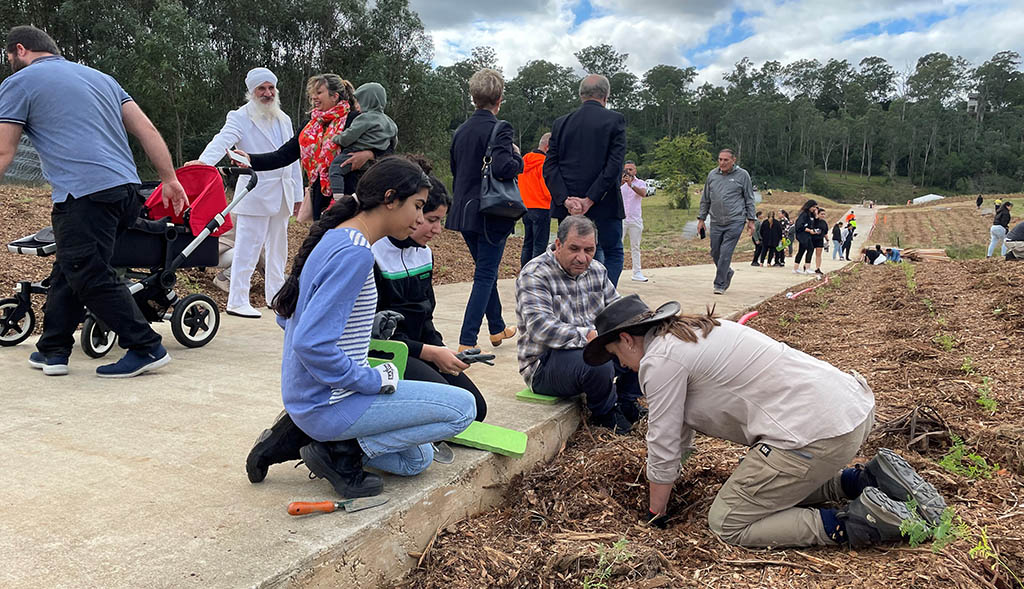 Planting Mandaean Mendi in Wallacia