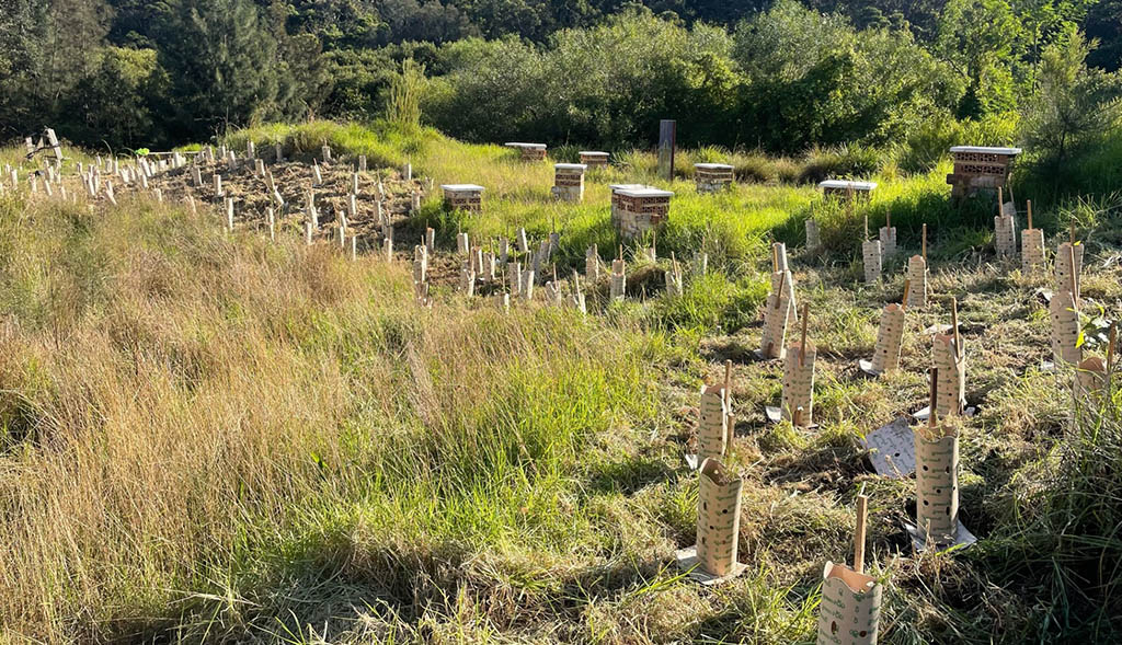Planting Poulton Park, Hurstville
