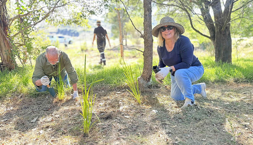 Planting to Protect Picton Creek