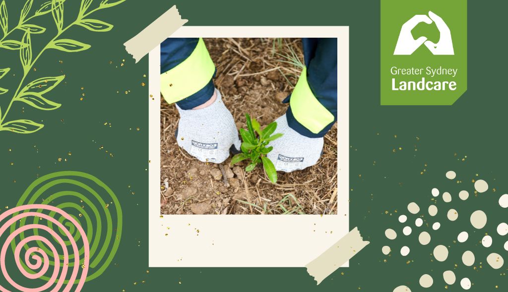 AGL Plants in Blakehurst Park