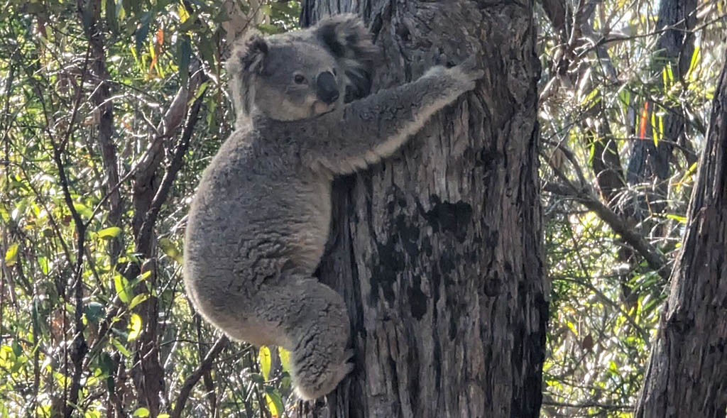 Primary School Monitoring Koalas