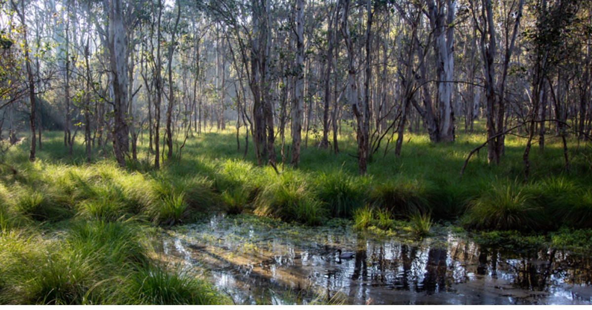 Restoring Blacktown’s Nurragingy